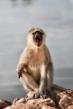 yawning monkey 