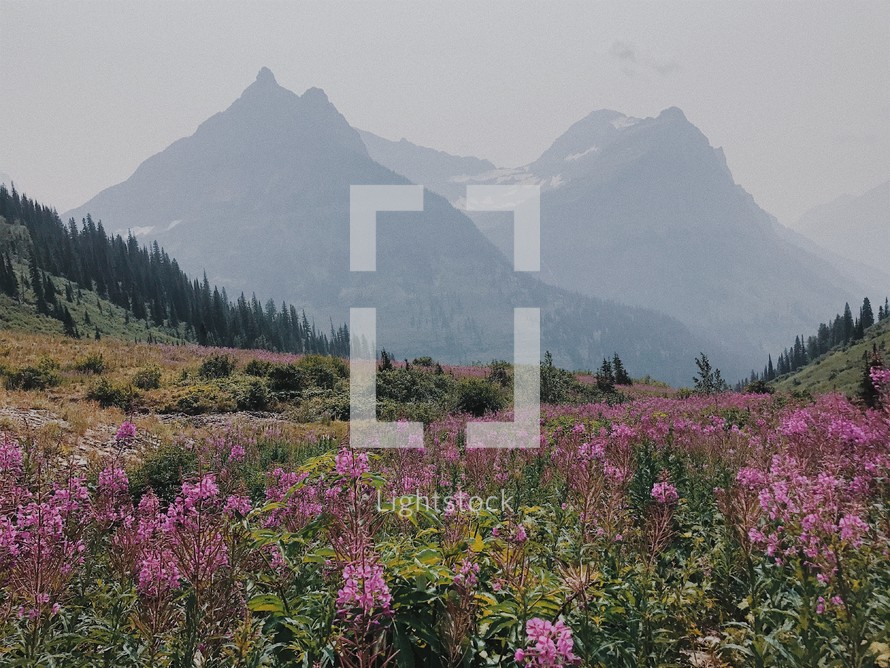 meadow of pink wildflowers and mountain peaks 
