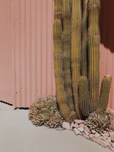 cactus in front of a house 