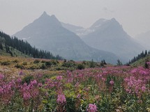meadow of pink wildflowers and mountain peaks 