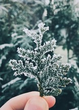 A hand holding an ice covered sprig of evergreen.