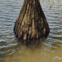 tree growing in water 