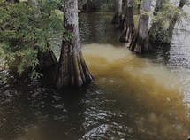cypress trees in a bayou 