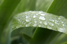 raindrops on a blade of grass or leaf