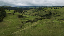 a green landscape of rolling hills scattered with sheep and trees 