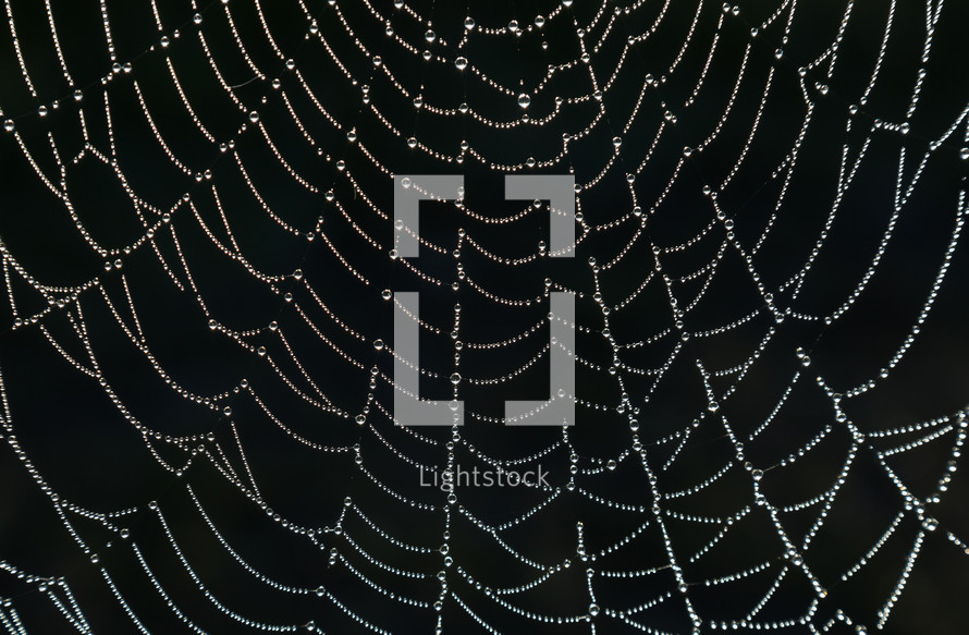 Spider web covered with dew drops.