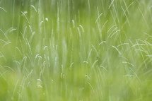Water drops from a lawn sprinkler falling on green grass during a sunny day 