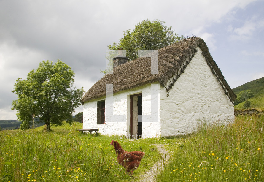 chicken in front of a country cottage