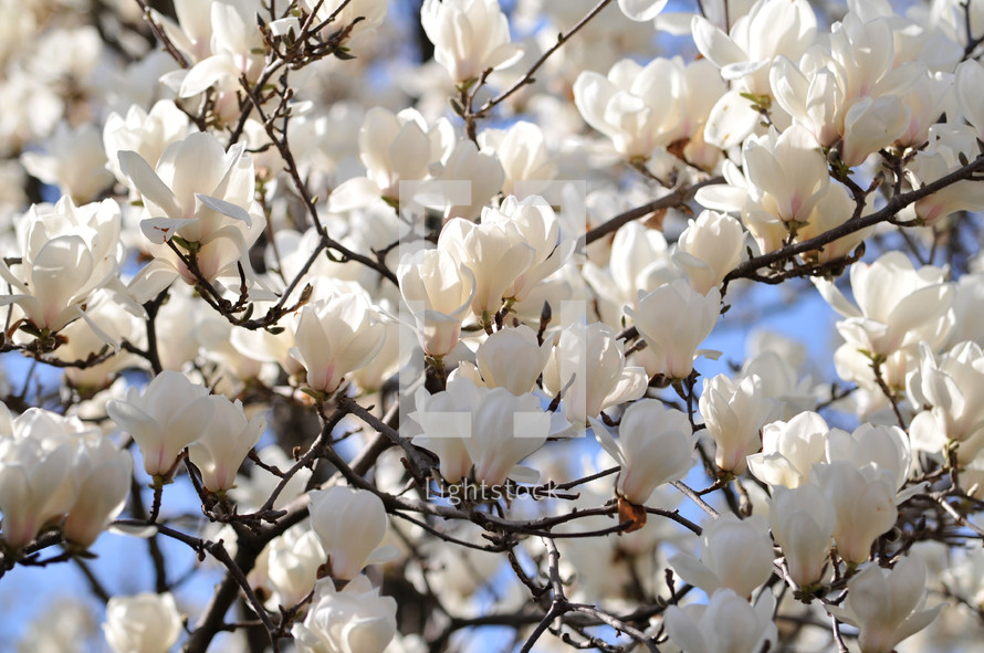 Blooming magnolia tree.