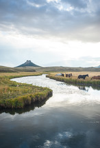 horses grazing along a river banks 