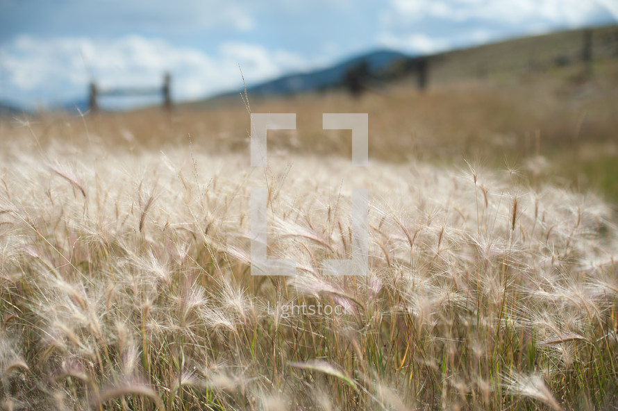 tall wispy grasses in a field 
