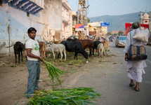 grazing cows on the streets of India 
