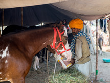 a man feeding horses under a tent in India 