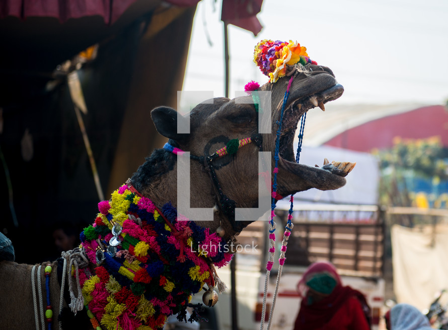 decorated camel in India 