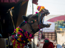 decorated camel in India 