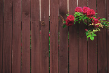 fence and red roses on a rose bush 