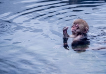 swimming monkey 