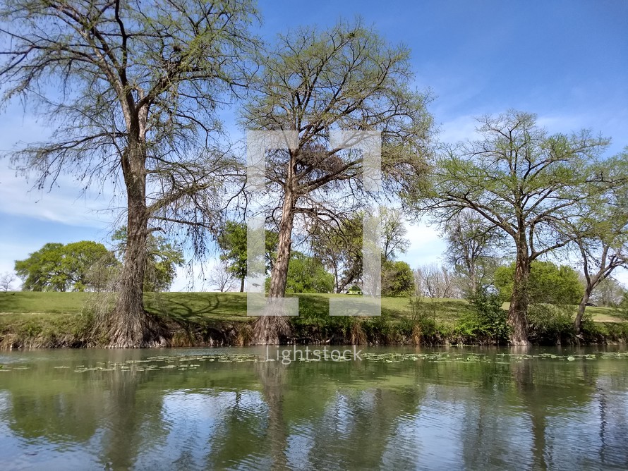trees lining the Gudalupe River in Kerrville, Texas
