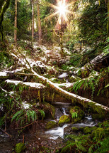 snow in a forest and water flowing in a creek 