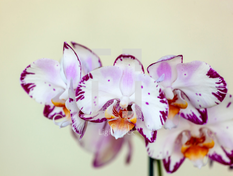 Close up shot of a white and purple orchid with selective focus on the petals, set against a soft, creamy backdrop.