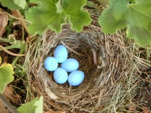 bird's nest with eggs 