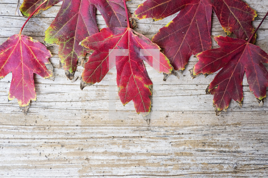 red fall leaves on brown background 