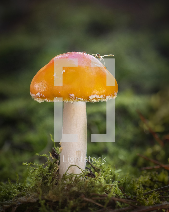 orange mushroom 