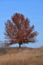 Fall tree in a field of dry grass