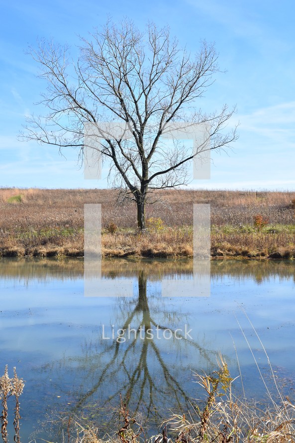 Bare tree reflected in water