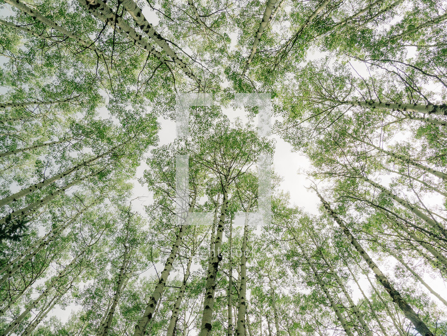 looking up to the tops of tall trees in a forest 