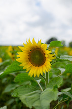 sunflowers in a field 