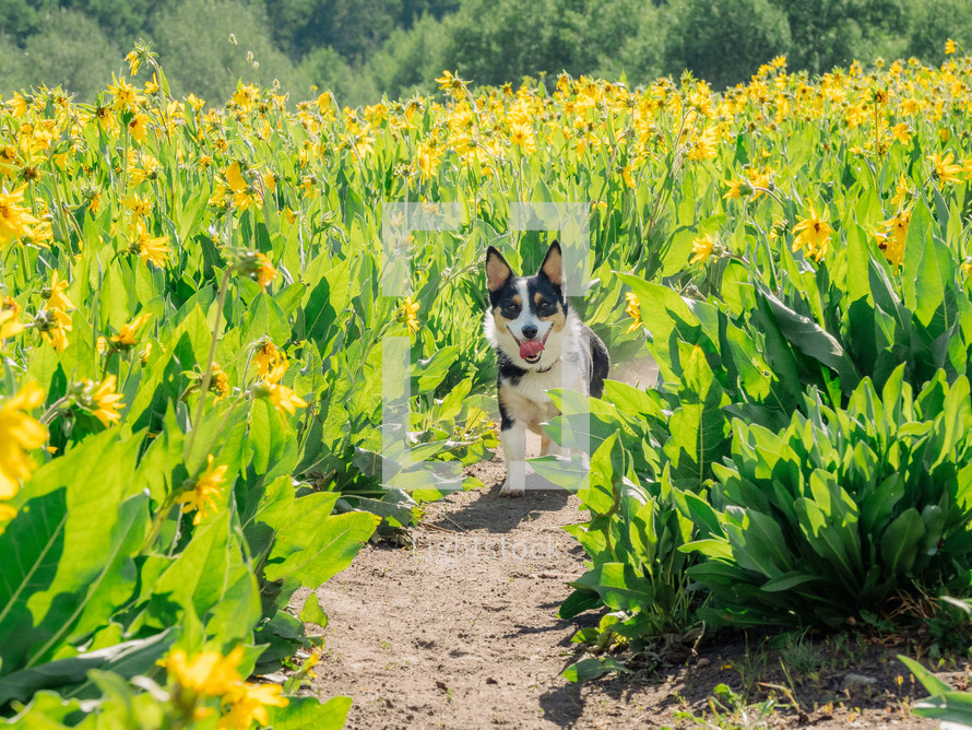 dog in a field of flowers 