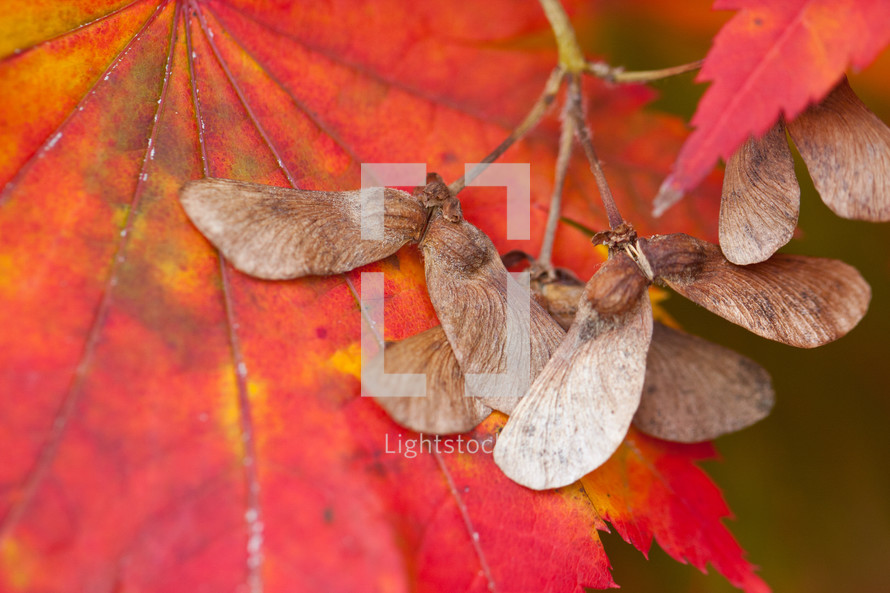 red leaf closeup 
