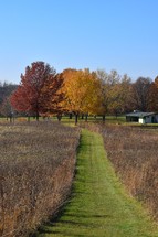 Grass path in field with autumn trees