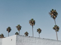 palm trees over a warehouse building 