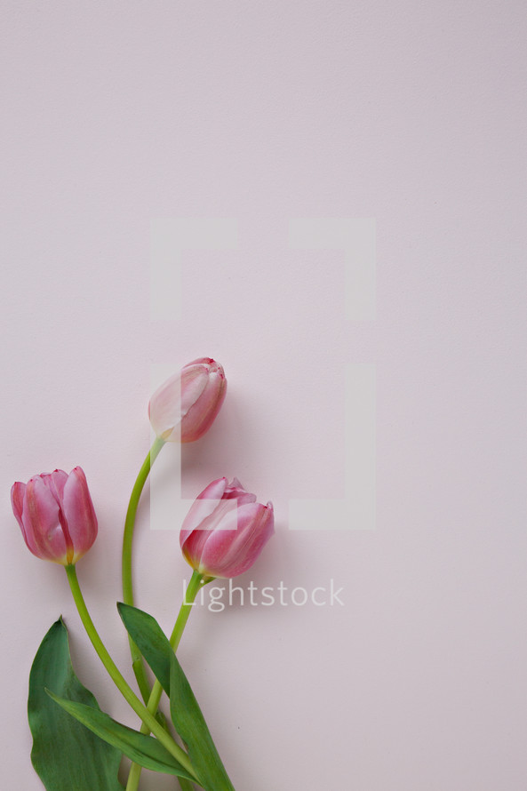 pink tulips on a light pink background with envelope and pen 