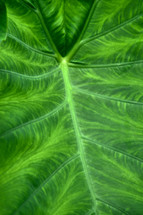 green elephant ear plant leaf background 