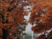 orange leaves on fall trees 