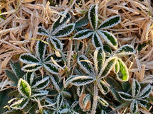 frost on hardy green leaves of bluebonnet plant