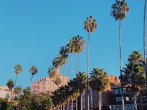 tall palms lining a street 