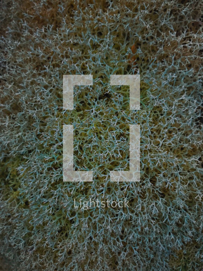 lichen texture background 