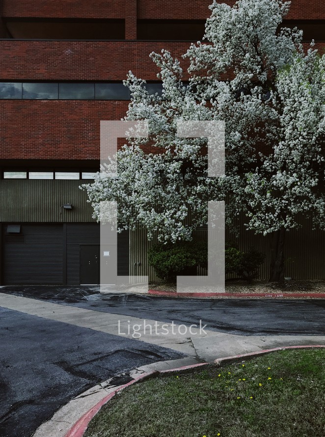 flowering spring tree in front of a brick building 
