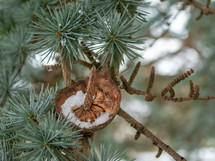 Snow Inside an Old Blue Atlas Cedar Cone