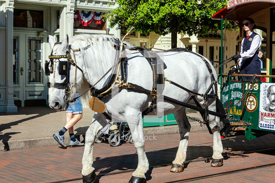Paris, France - June 02, 2023: White horse pulling carriage in amusement park. His name is ALFA.