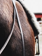 saddle on a horse 