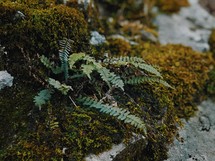 ferns and moss