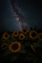 milky way over a field of sunflowers 