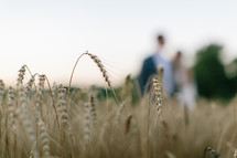 couple standing in a field of wheat 