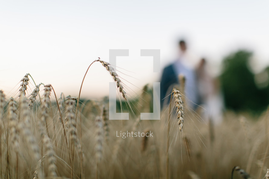 couple standing in a field of wheat 