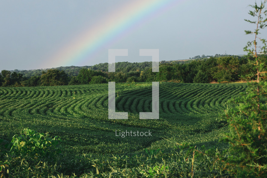 rainbow over green farmland 